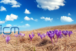 ICM ~ Your weekly ONLINE FIRST articles