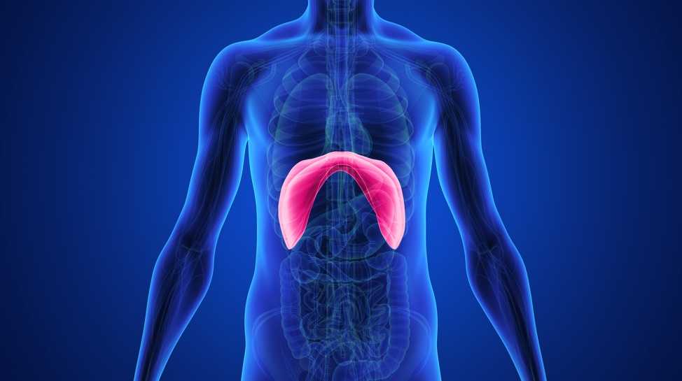 The diaphragm: are we neglecting this muscle?